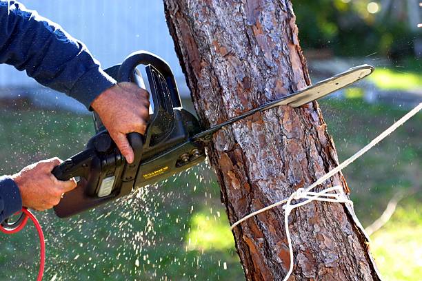 Professional Tree Services in Minot, ND